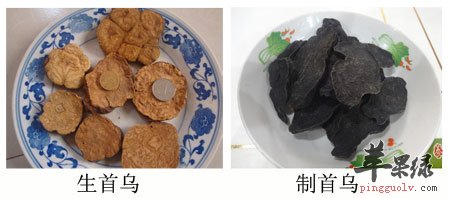 何首乌的功效与作用及食用方法 2 苹果绿