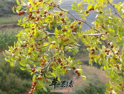 酸枣仁的功效与作用及食用方法