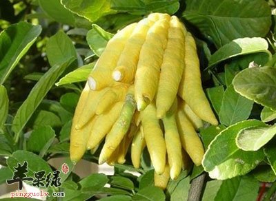 佛手的功效与作用