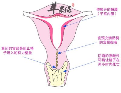 女性生殖结构图