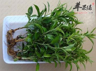 白术的功效与作用及食用方法||丹参的功效与作