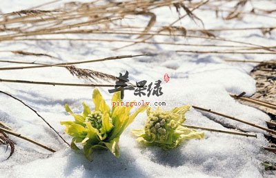 雪莲花的功效与作用