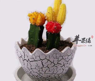 仙人掌