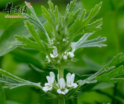 哎草花