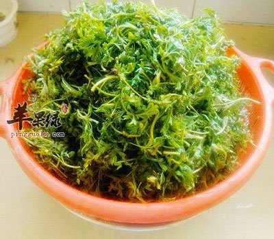 茵陈