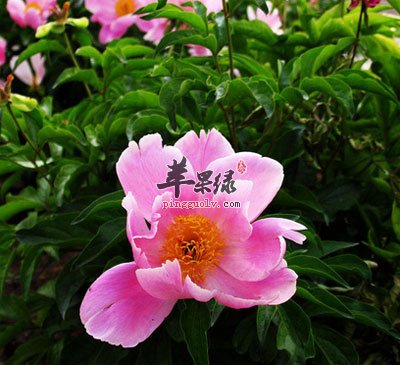 赤芍