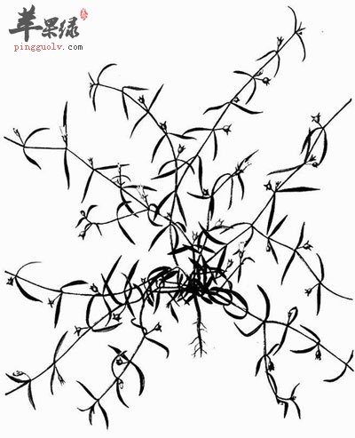 白花蛇舌草