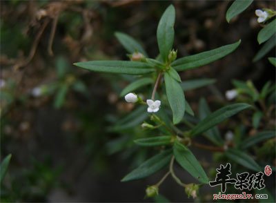 白花蛇舌草