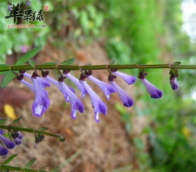 半枝莲