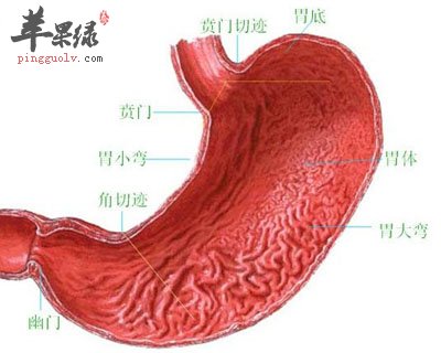 胆汁反流性胃炎的推荐中成药