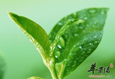 茶叶