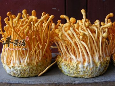 虫草花