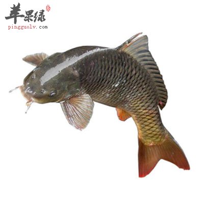 草鱼