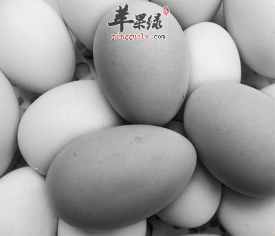 皮蛋