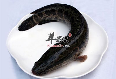 黑鱼.jpg