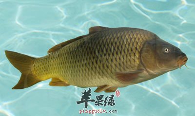 鲤鱼