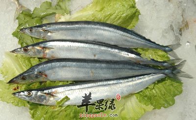 秋刀鱼