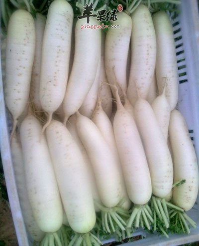 白萝卜