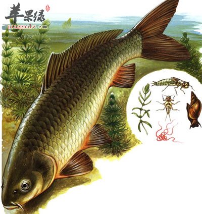 鲤鱼画像