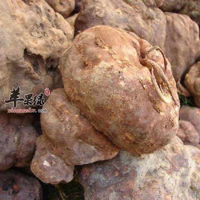 com:首乌的功效与作用及食用方法_首乌藤的功效与作用_苹果绿