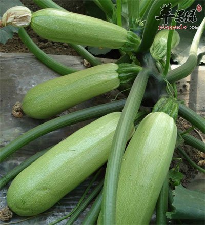生长的西葫芦