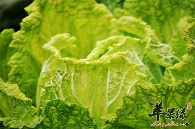 种在地里的白菜.jpg