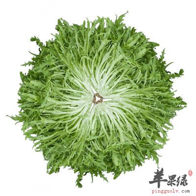 苦菊一株