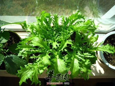 苦菊种植