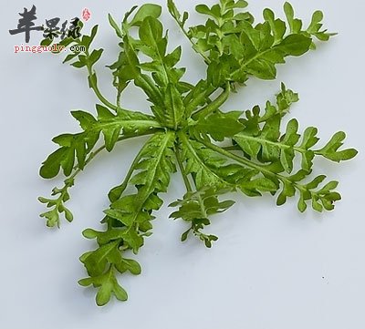 Image result for 薺菜圖片