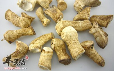 香菇根