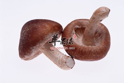 两朵香菇