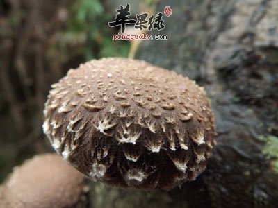 树上的香菇