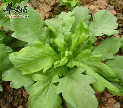 长势喜人的茼蒿菜