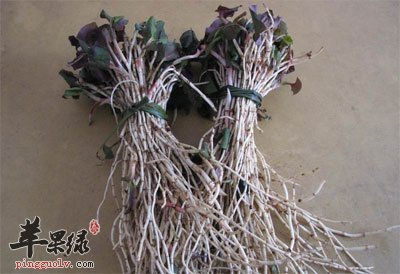 两捆鱼腥草.jpg