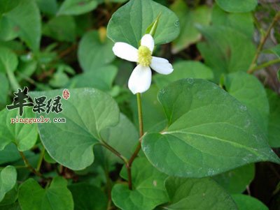 鱼腥草开花.jpg
