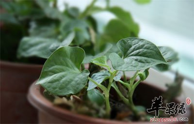 种在盆子里的鱼腥草.jpg