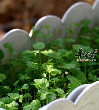 香菜苗圃