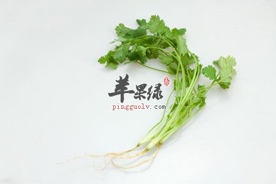 一株香菜