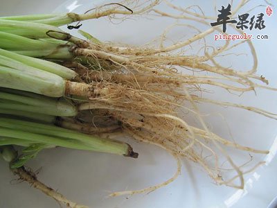 香菜根