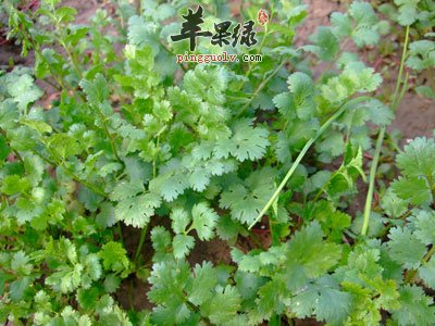 香菜种植