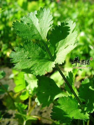 香菜近照