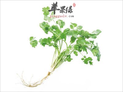 香菜一根