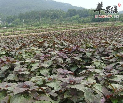 紫苏的功效与作用及食用方法