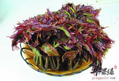 一篮香椿
