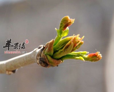 刚长出的香椿叶