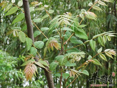香椿树