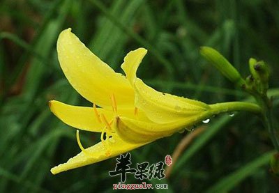 一朵黄花