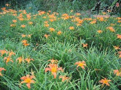 一片黄花菜