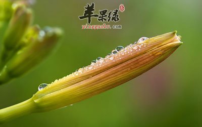 黄花菜花苞