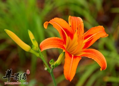 一朵黄花菜花